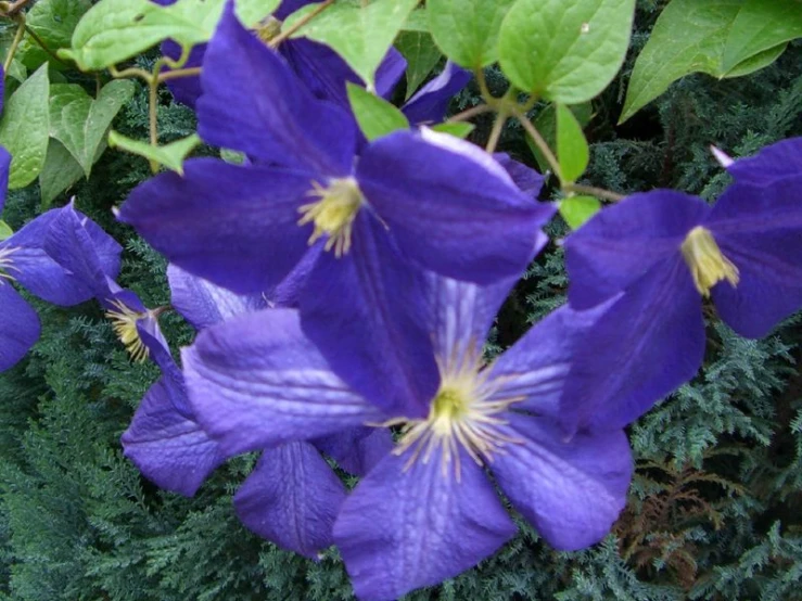 a close up of flowers with many leaves