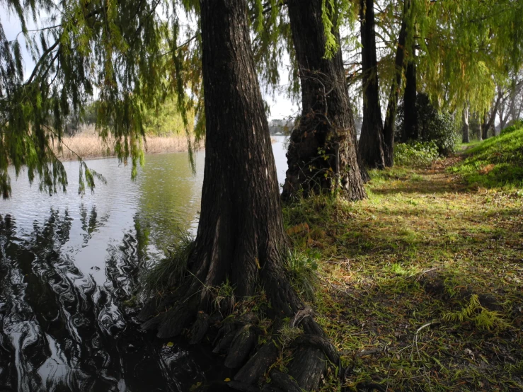 the pond on the shore of the lake is surrounded by trees