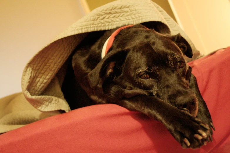 a black dog is resting his head on the sofa