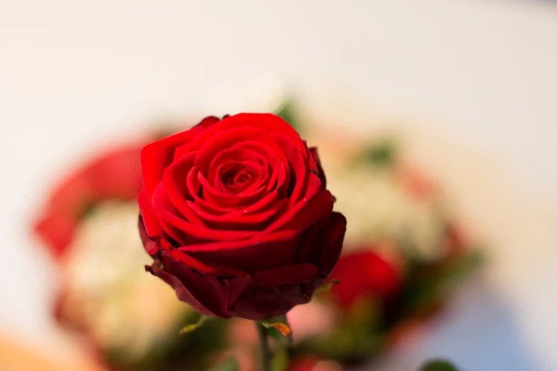 the long stem red rose is displayed in the vase