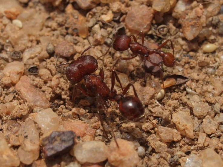 a couple of ants in the dirt and rocks