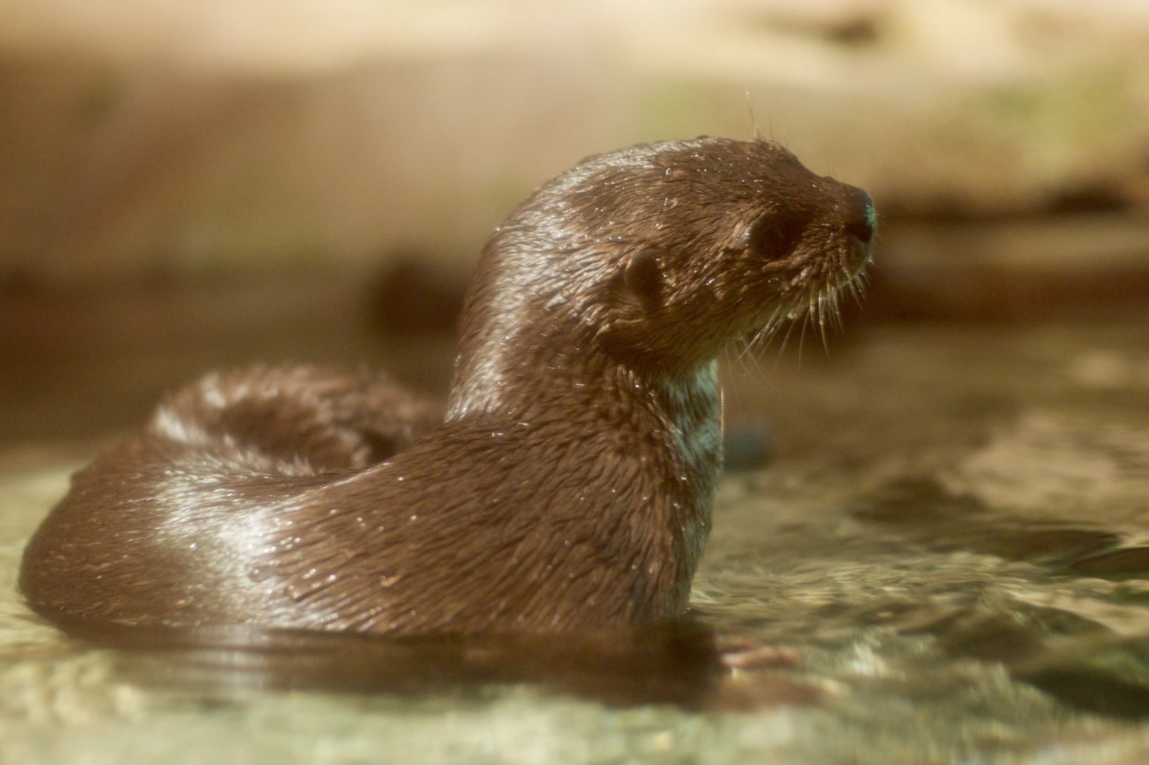 a close up of an animal in the water