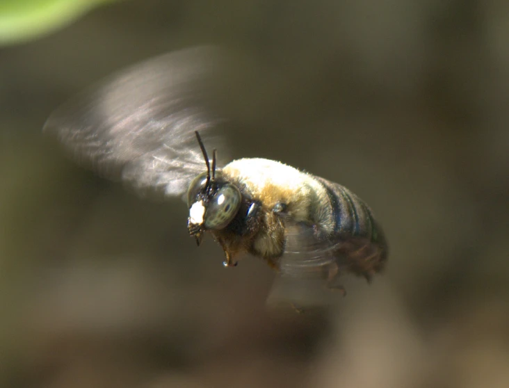 a bee with its wings extended and its face on the side