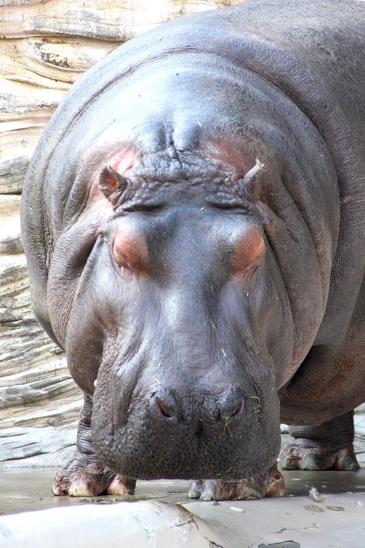 there is a hippopotamus in the water and the hippo is looking off to his right