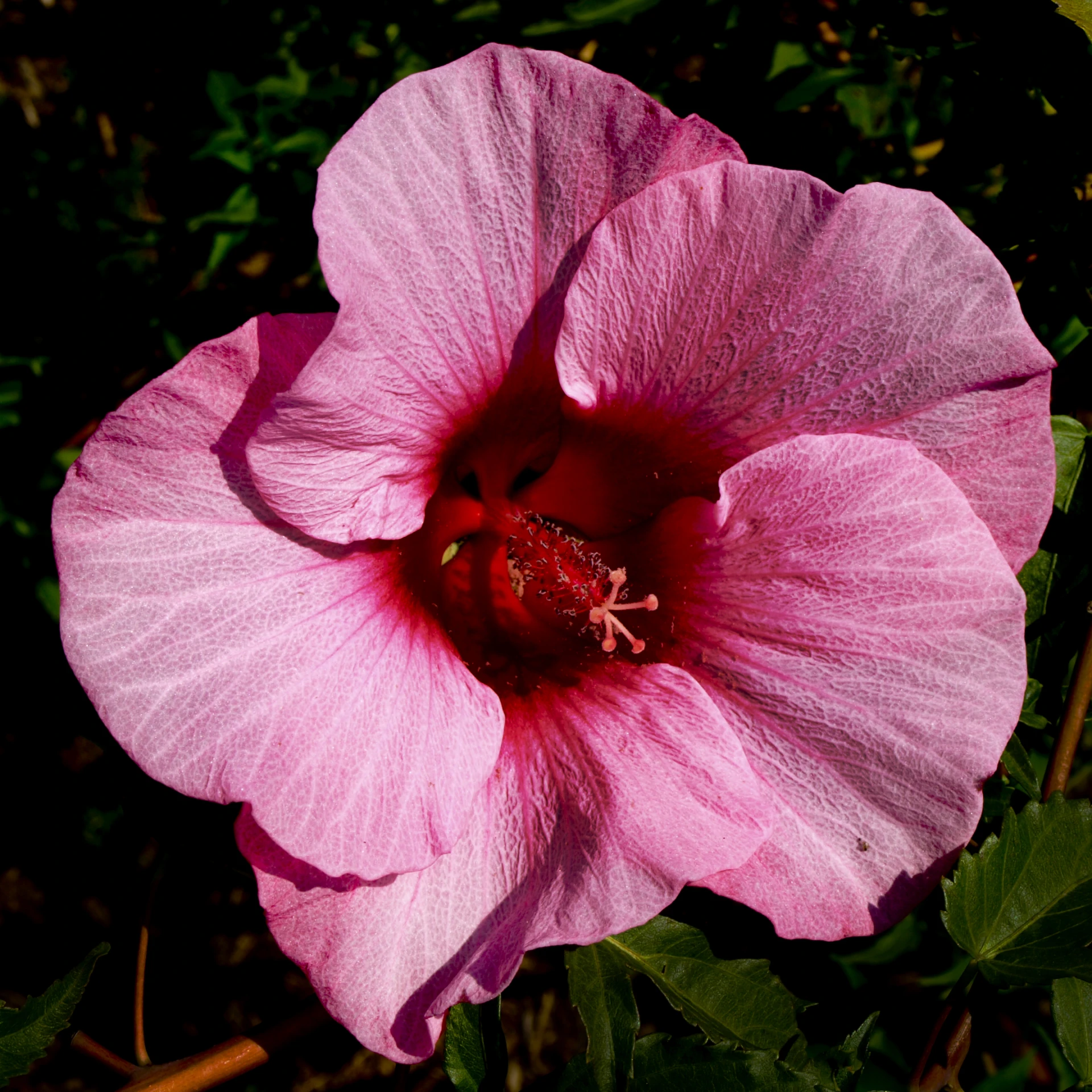 close up s of a single pink flower