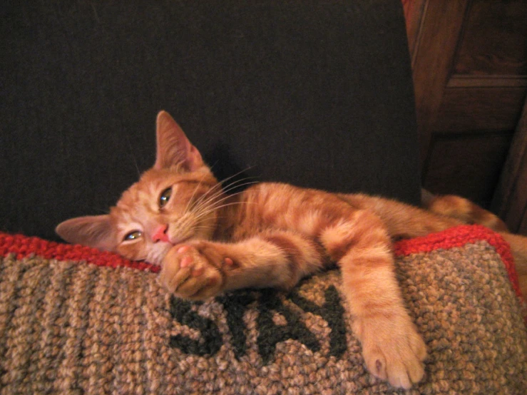 an orange cat stretching on the armrests of a couch