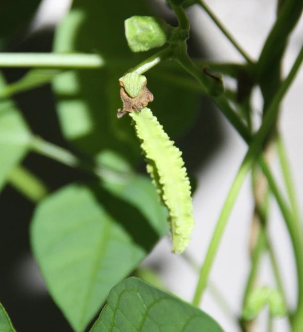 the small, green flower is surrounded by green leaves