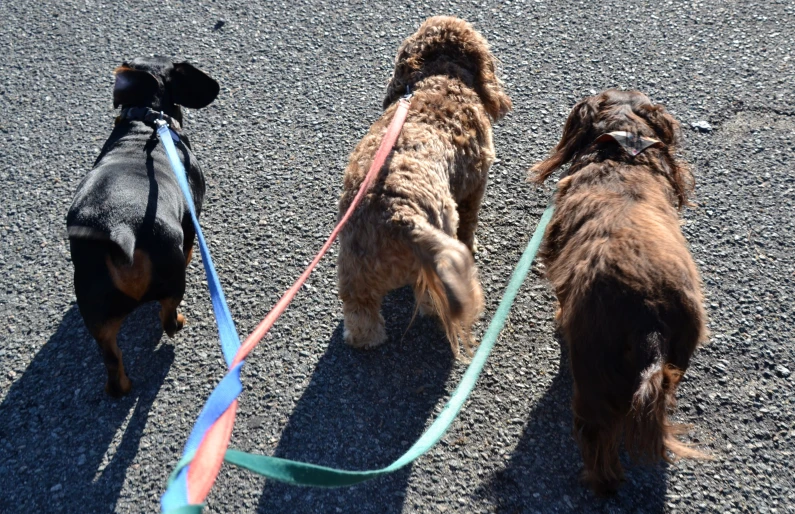 three dogs are walking down the street with leashes