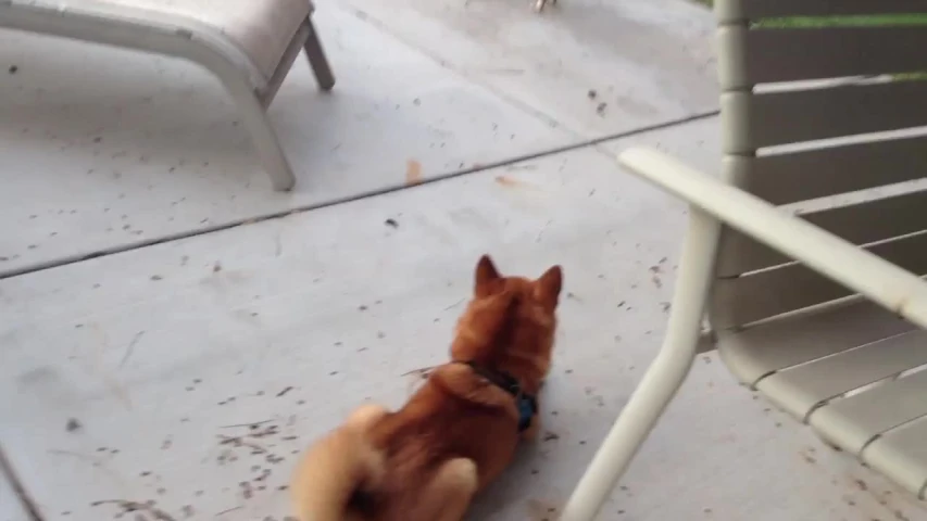 a brown dog sitting next to a white chair on the ground