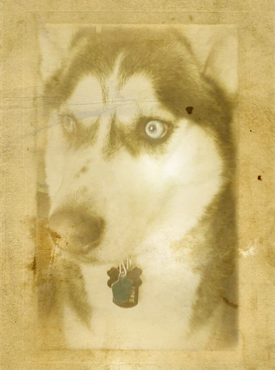 a husky with a heart shaped pendant around his neck