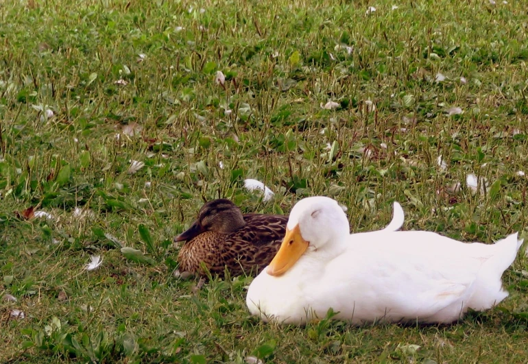 one duck and another duck are resting in the grass
