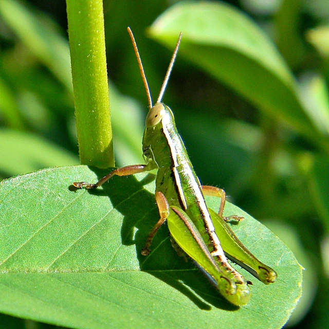 a grasshopper sitting on a leaf in the sun