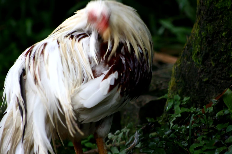 a rooster standing in front of a tree and ferns