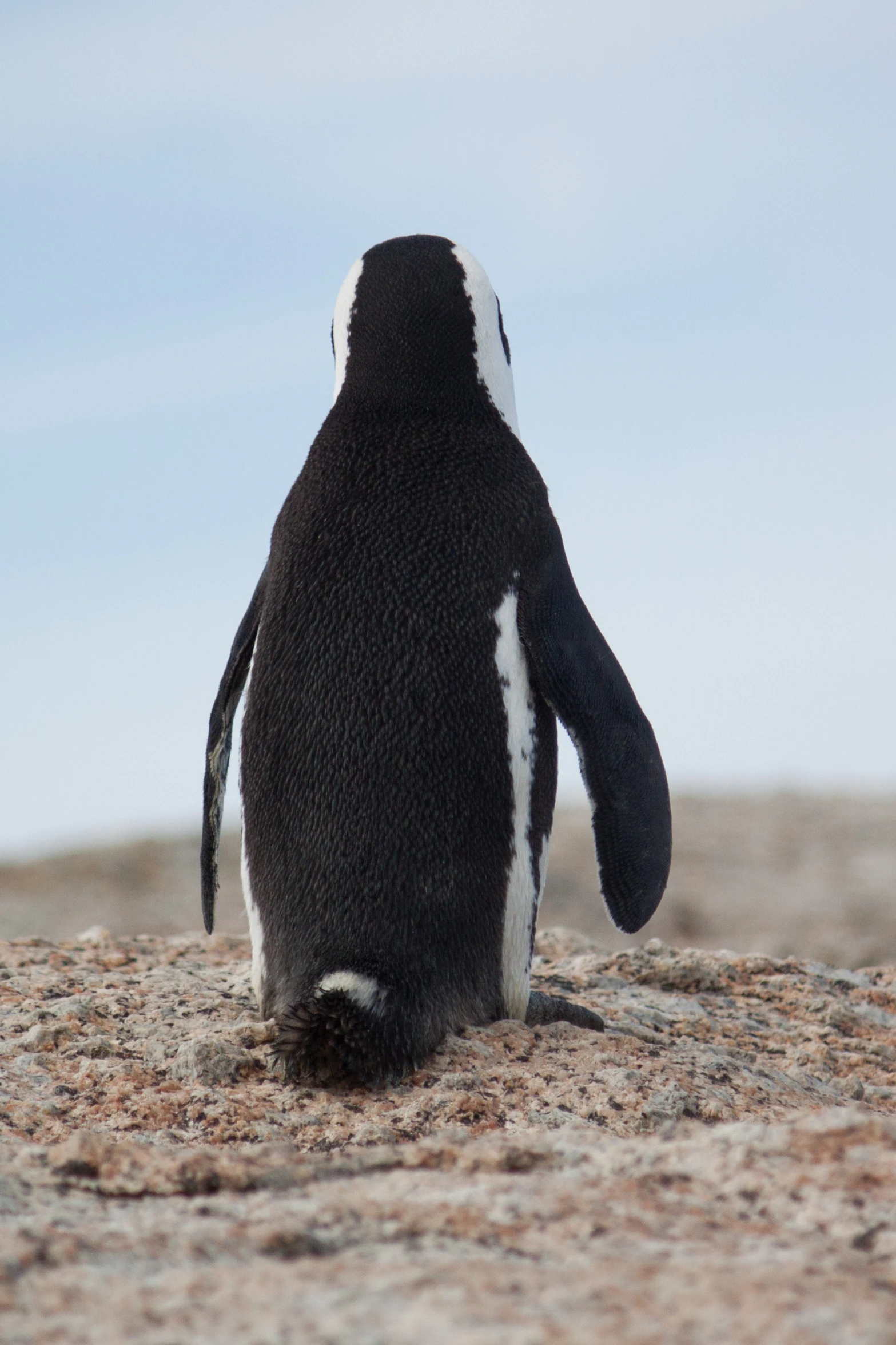 the penguins head is touching each other in the snow