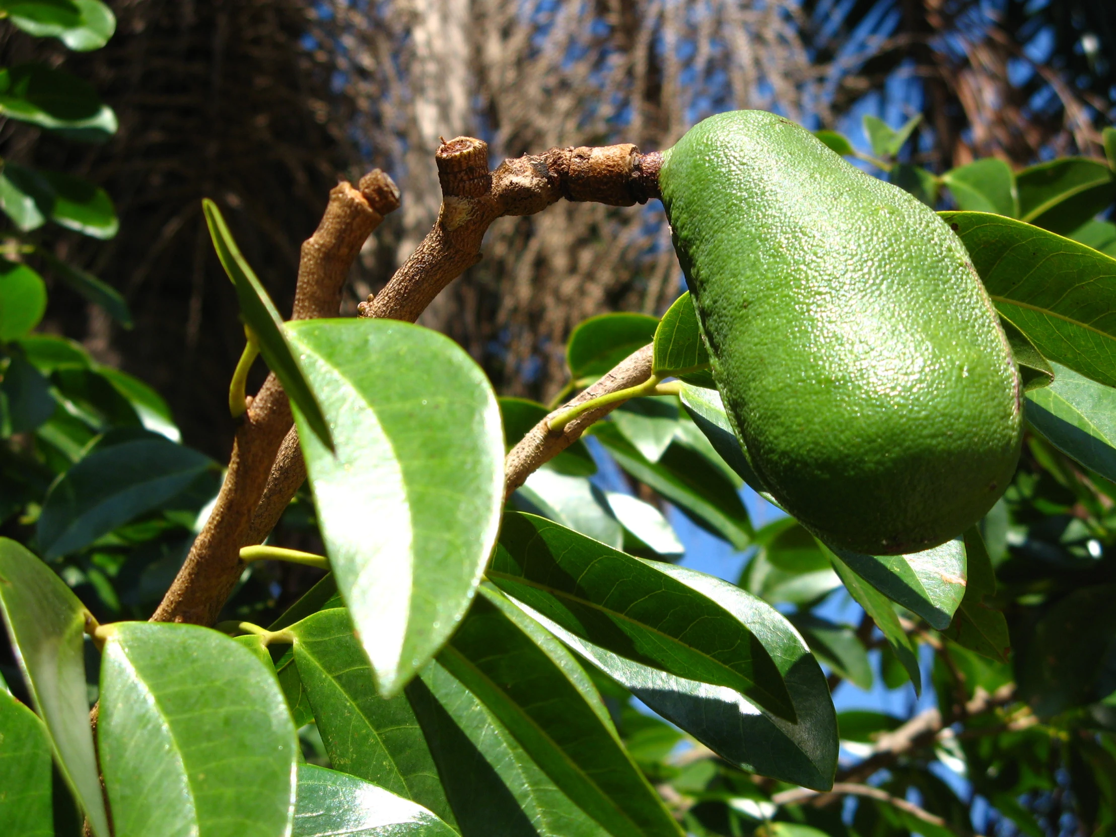 a green fruit is hanging on a nch