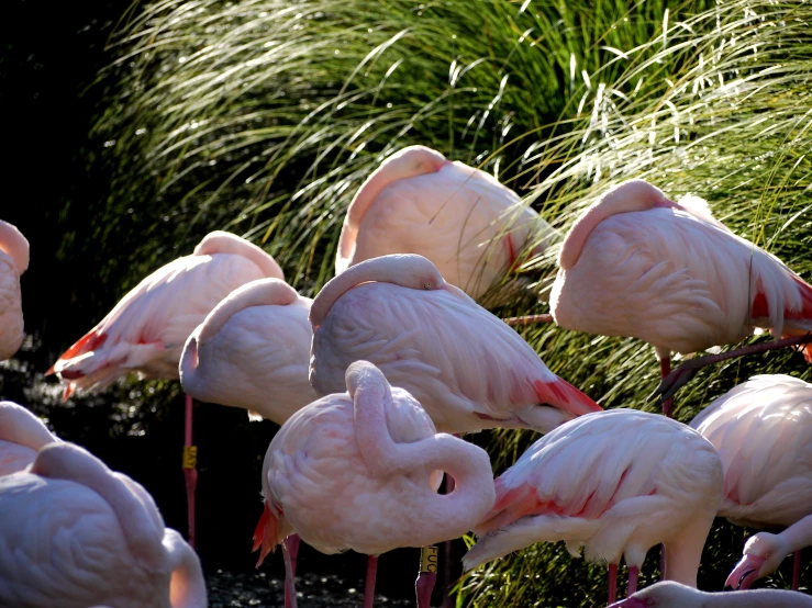 many flamingos standing in the middle of grass