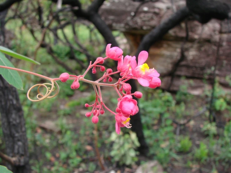 pink flowers and green leaves in a bush