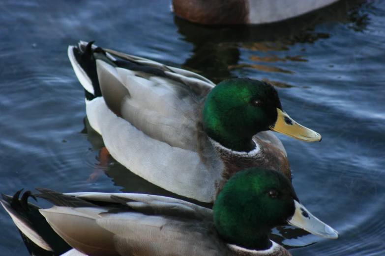 two ducks are standing in the water