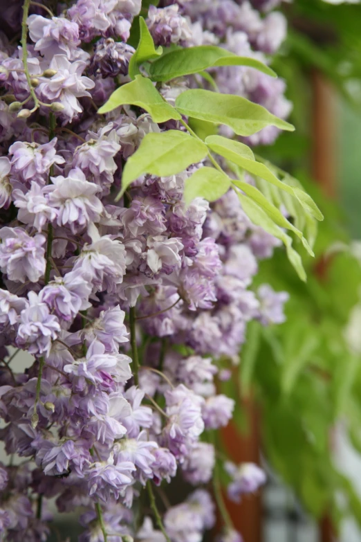 purple flowers are growing near some leaves on a tree