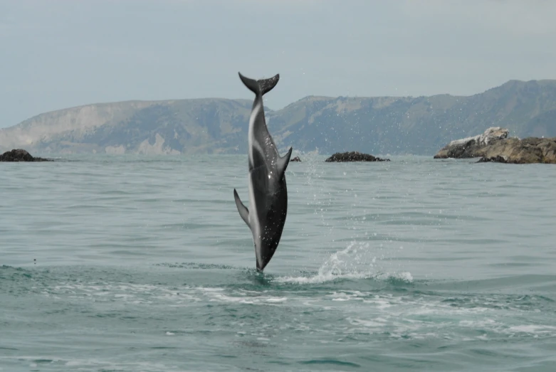 a whale jumping out of the ocean in the ocean