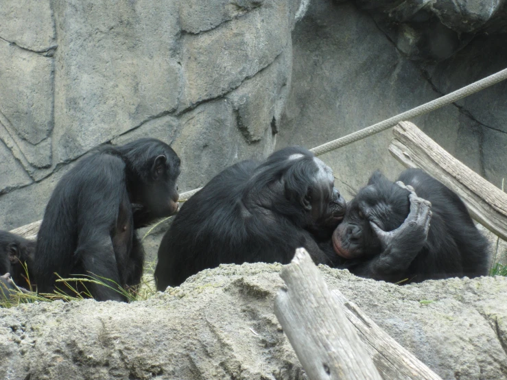 three baby black gorillas playing with each other