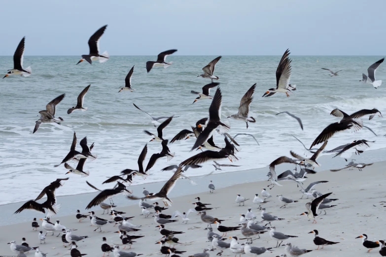 many seagulls on a beach with one of the birds flying away