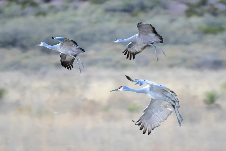 there are three birds flying above the ground