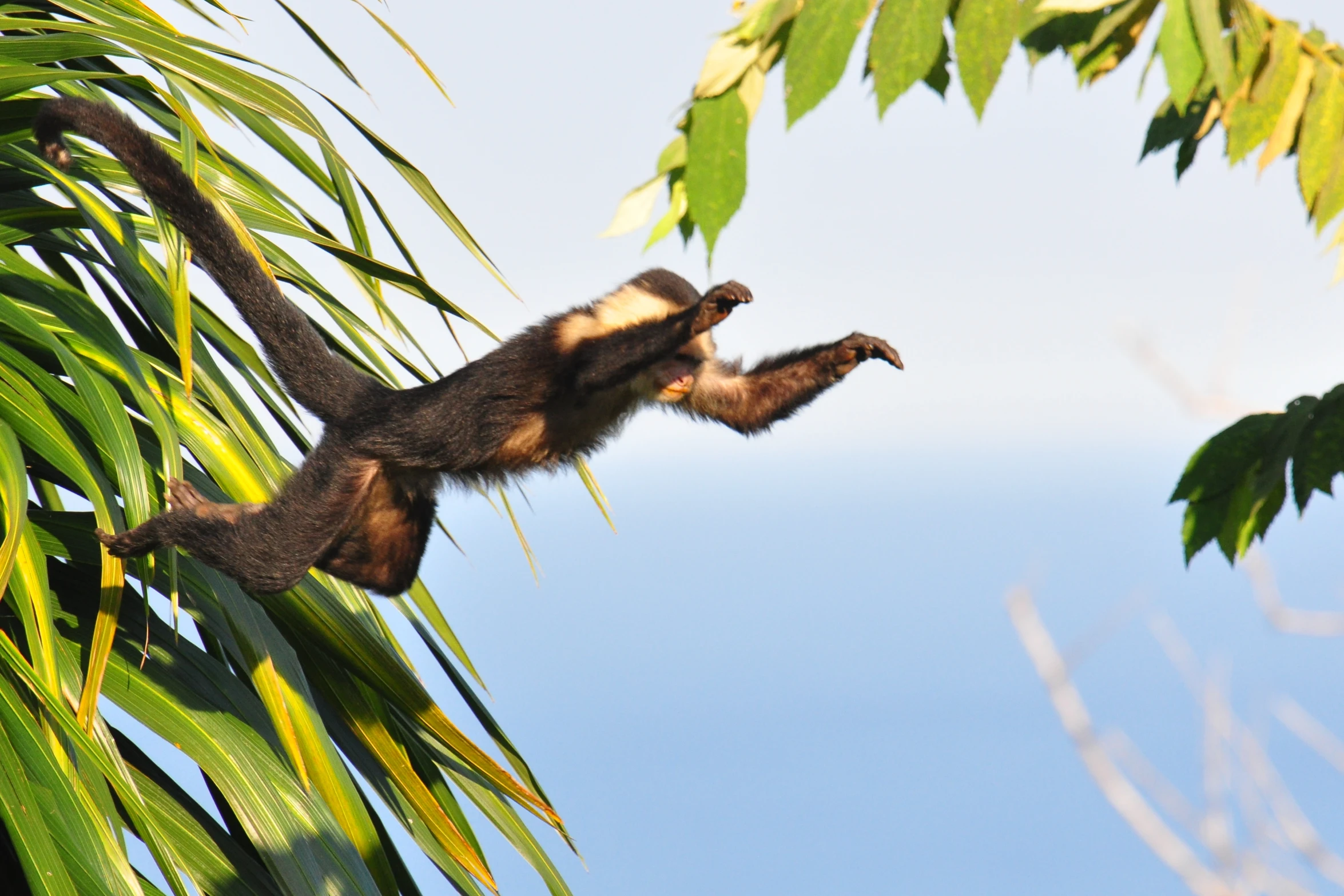 a monkey in a tree reaching up for soing