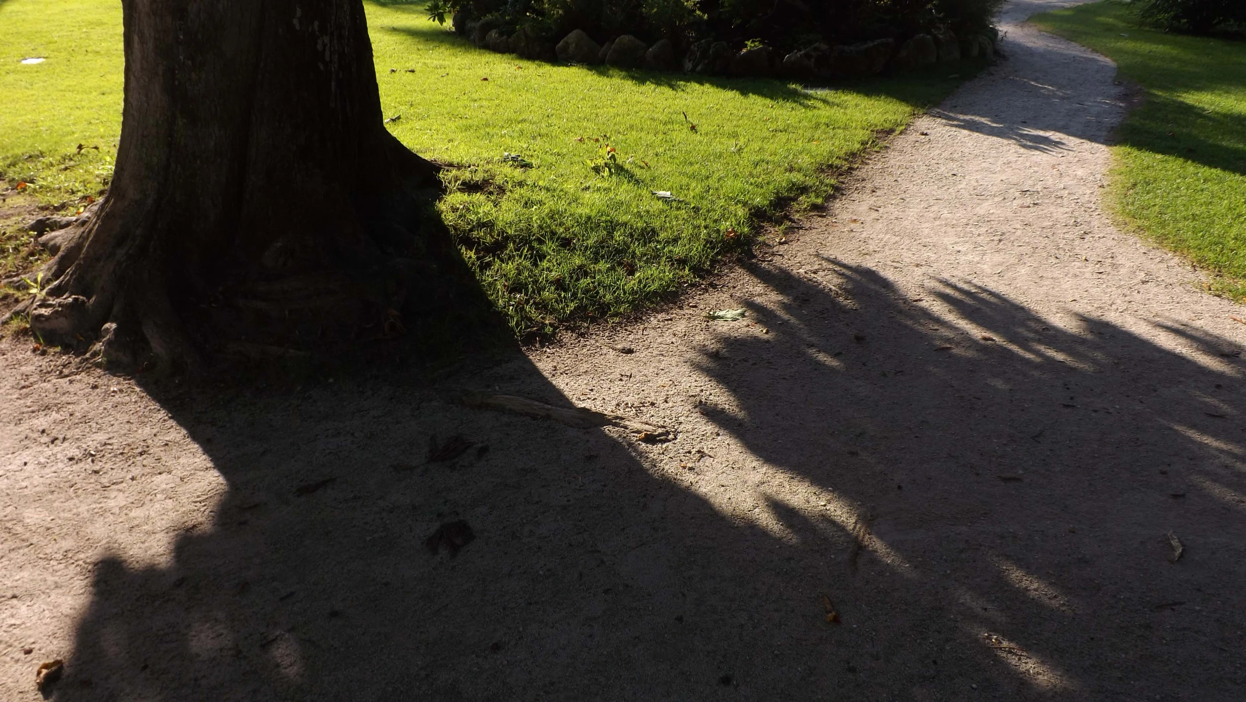 a park path leading to a tree lined walkway