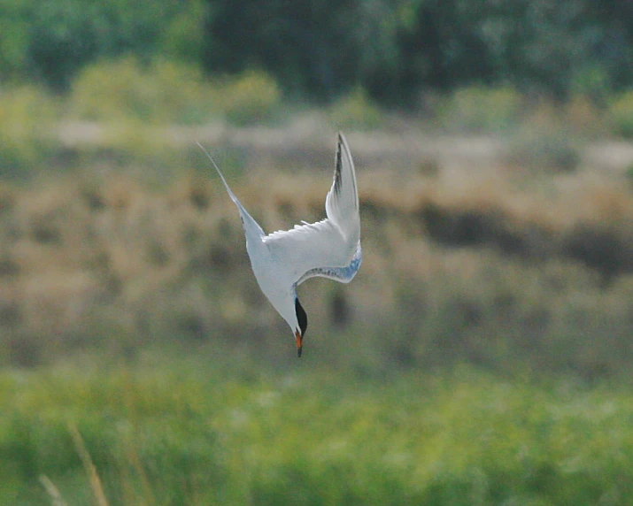 a white bird flying by some grass and trees