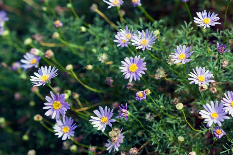 purple and yellow flowers grow in the wild