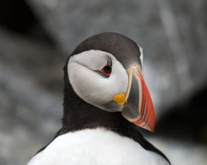 the head and face of a puffer bird with an orange beak