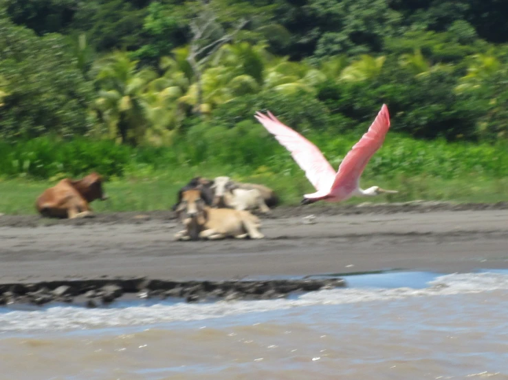 a pink bird flying over the water near animals
