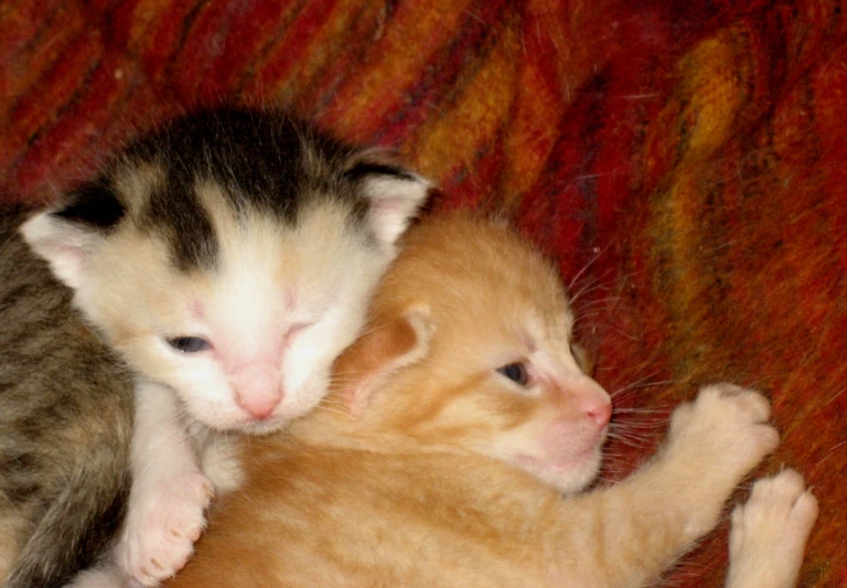 the kitten is playing with it's friend on the couch