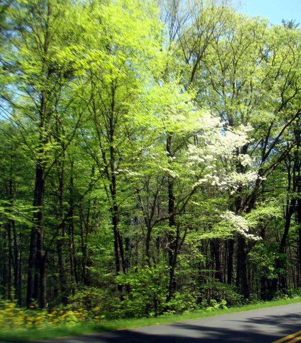 a street and some trees on a sunny day