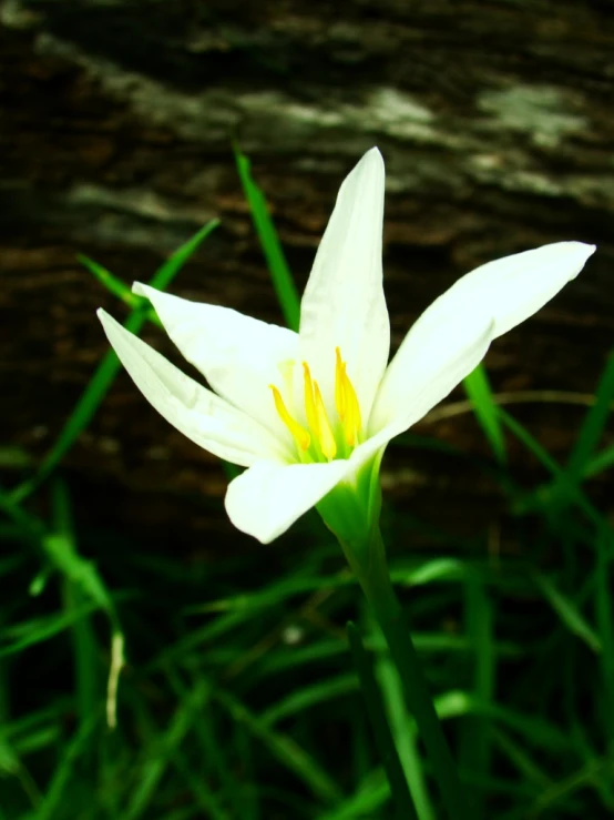 a single flower that is in some grass