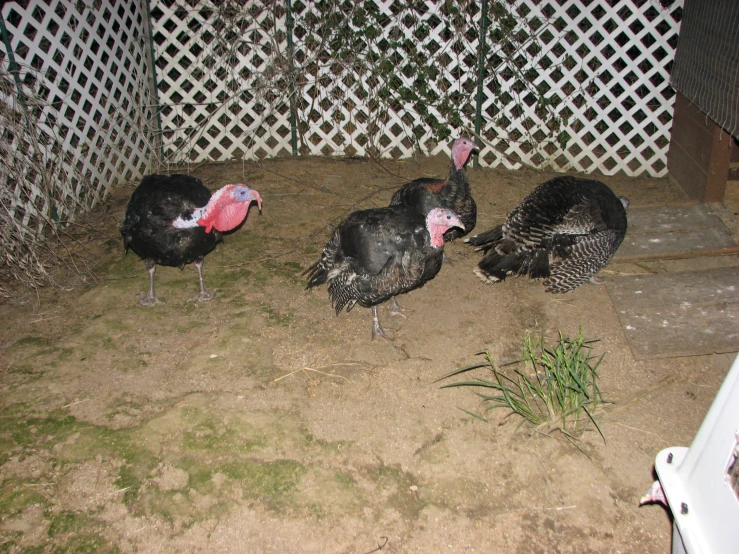 three birds are standing near a fence and trees