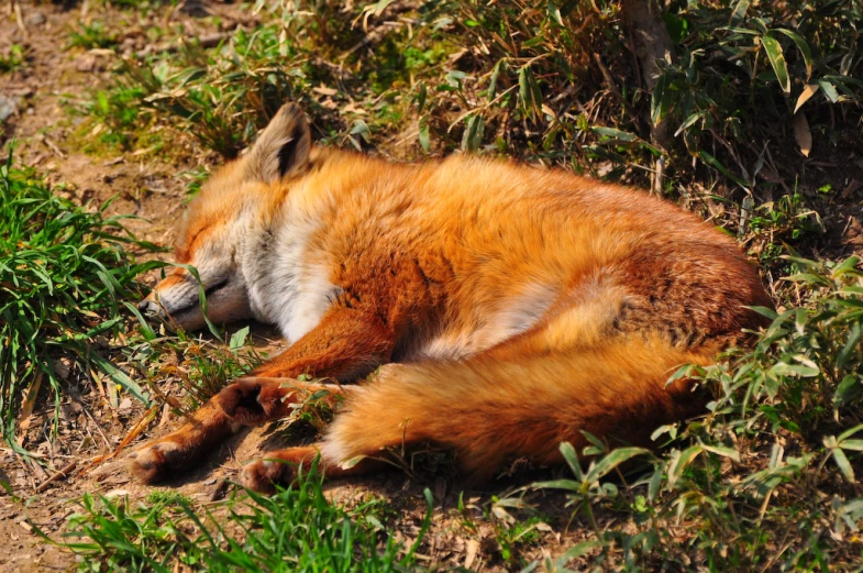 a very cute red fox laying in the grass