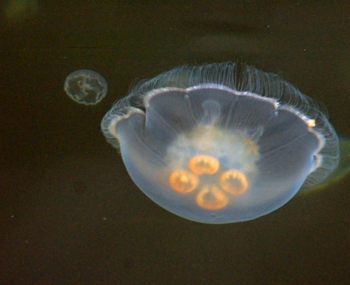 jellyfish with white heads and yellow rings floating in the water