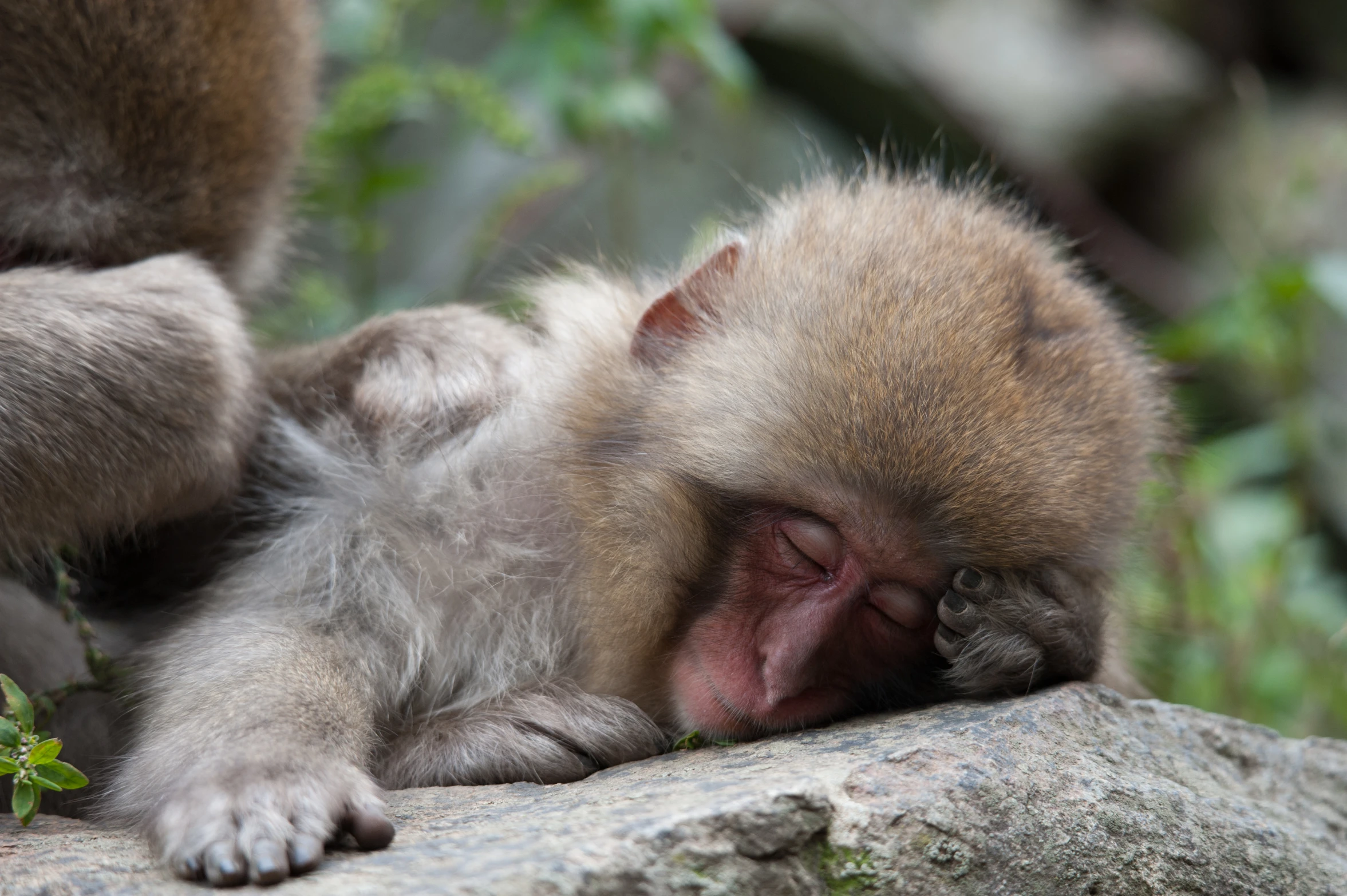 a small brown and white monkey sleeping on a rock