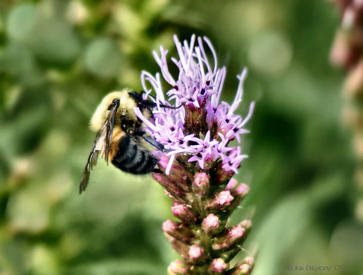 there is a very small bee flying close to the flower