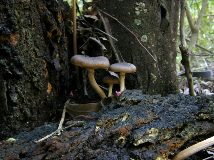 two mushrooms are growing from the side of a tree