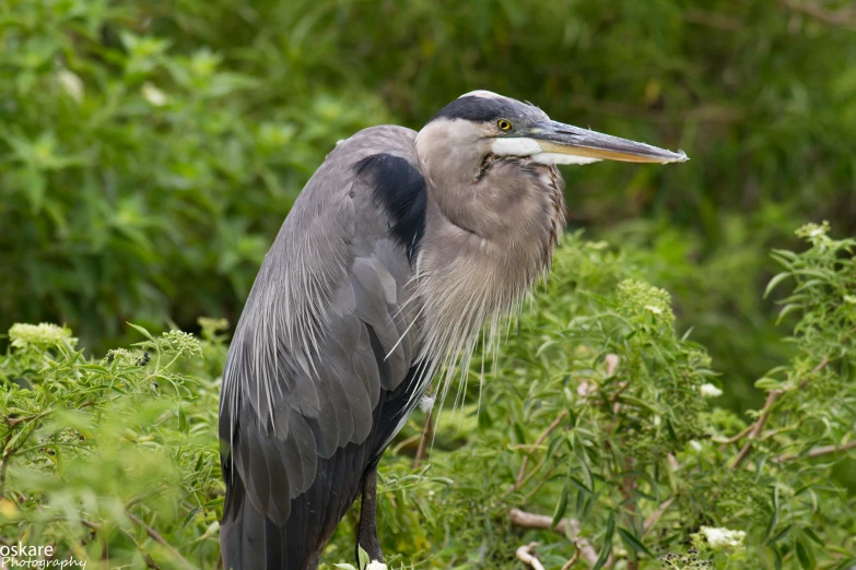 a bird that is perched on top of a bush