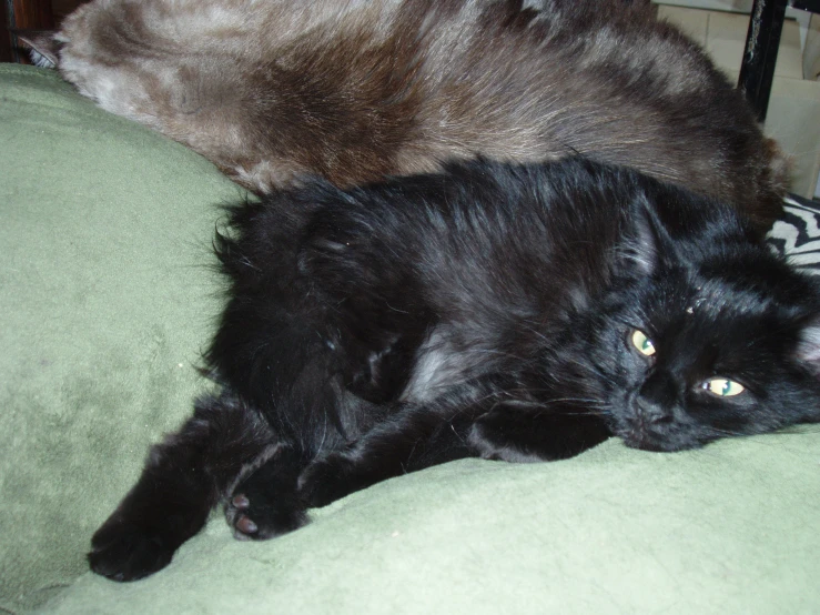 a black cat laying on top of a green chair