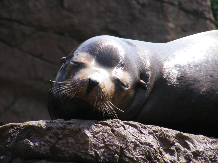 a seal is laying on a large rock