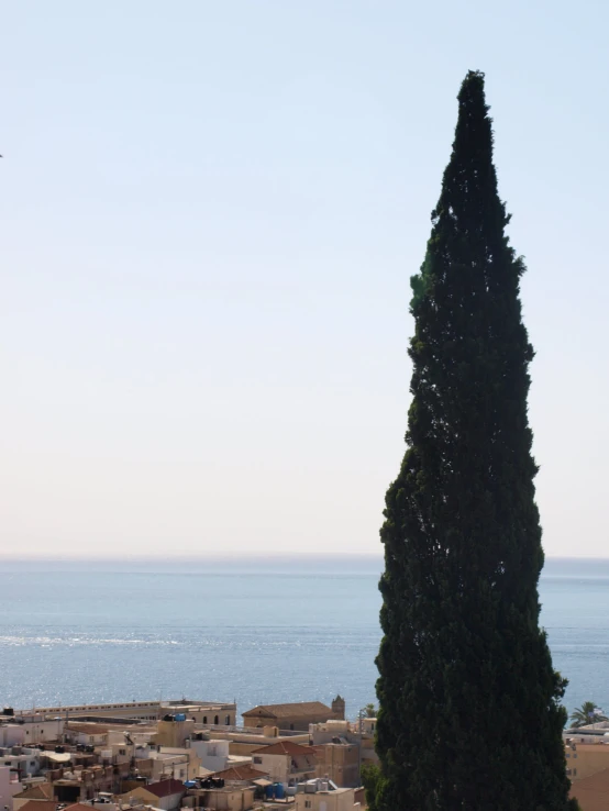 a large tree in front of a town