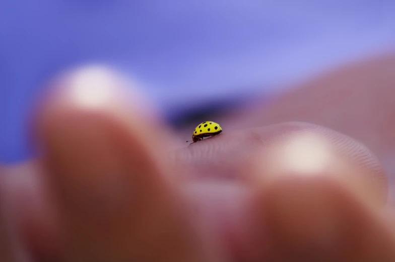 a lady bug sitting on a person's thumb