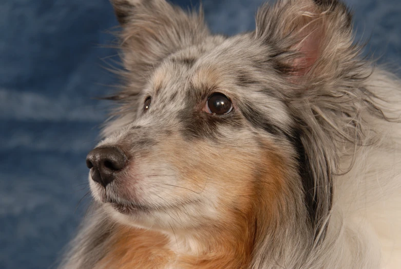 a dog has long hair on it's head