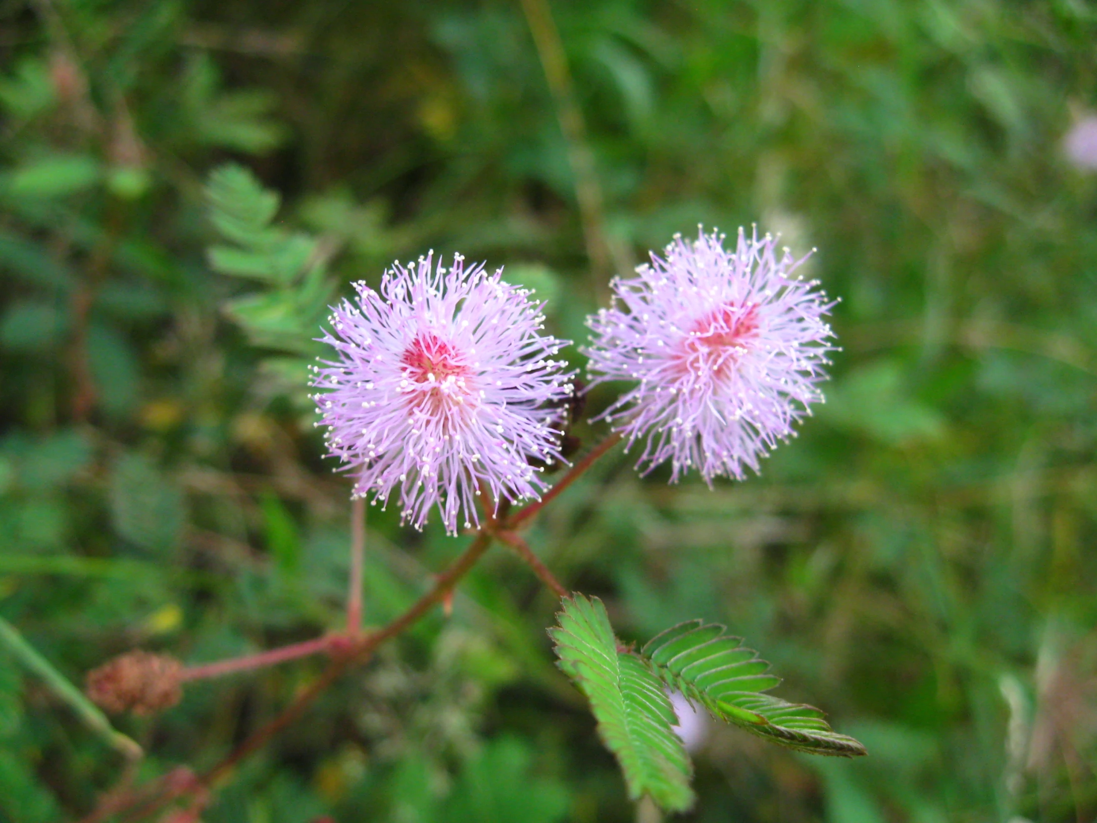 two pink flowers with very little pink petals