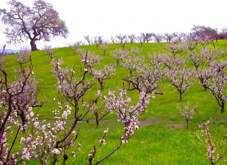 rows of trees with pink flowers on grassy hill